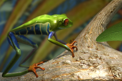 TheFrog2_kokOnLadder_100
